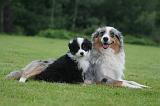 BERGER AUSTRALIEN - ADULT & PUPPY 108